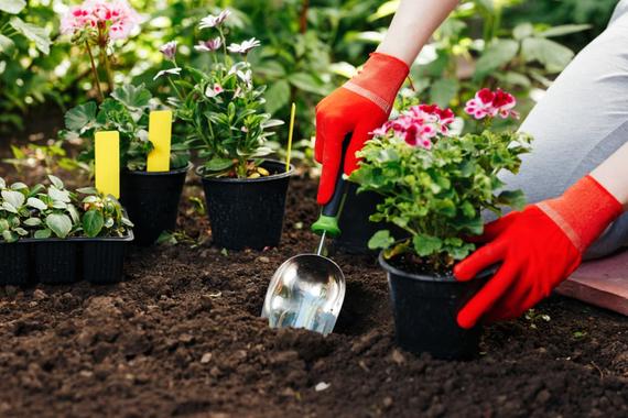 Ismét itt a kertészek dilemmája: Mit ültessünk el először tavasszal?
